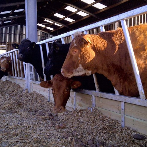 Cattle Feed Barriers