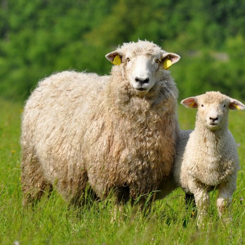 BATA Sheep Concentrates