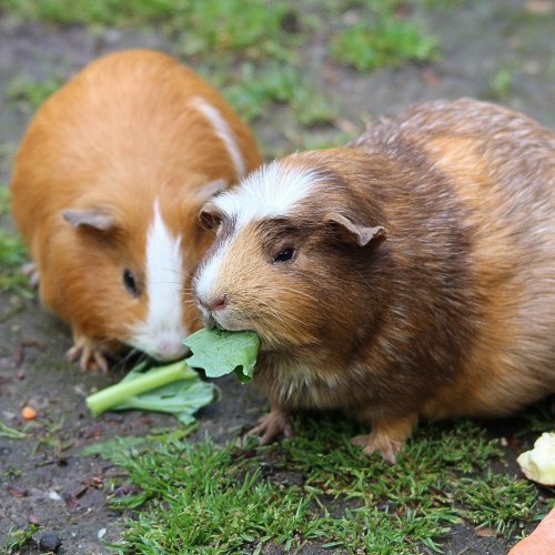 Tiny Friends Guinea Pig Food