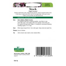Stock Night Scented C V Seeds