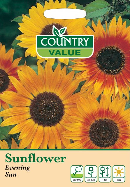 Mr Fothergill's Sunflower Evening Sun C V Seeds
