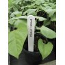 Garland Garland Plant Labels 10cm 25pk