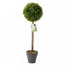 SG Uno Topiary Tree