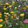 Mr Fothergill's Rhs Flower Box For Wildlife - Bright Mix