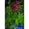Tom Chambers Garden Stake Rustic Aster