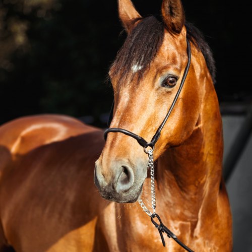 Equilibrium Equestrian Coat