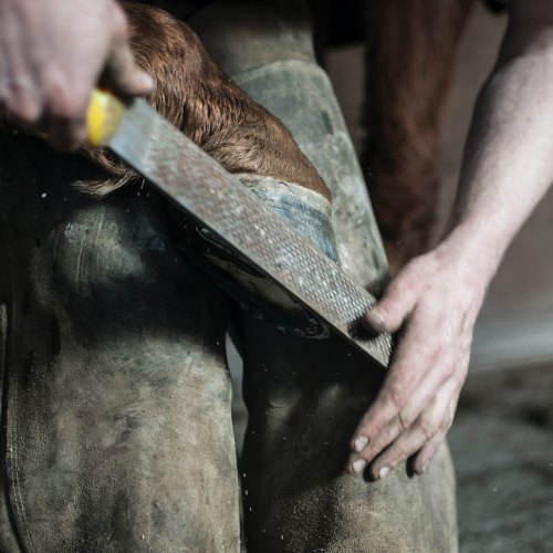 Shires Equestrian  Hoof