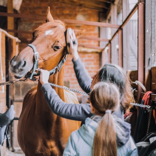 LeMieux Clipping & Grooming