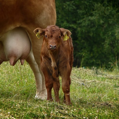 Dairy Spares Feeders & Teats