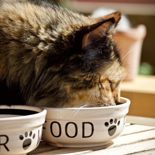 Classic Cat Bowls