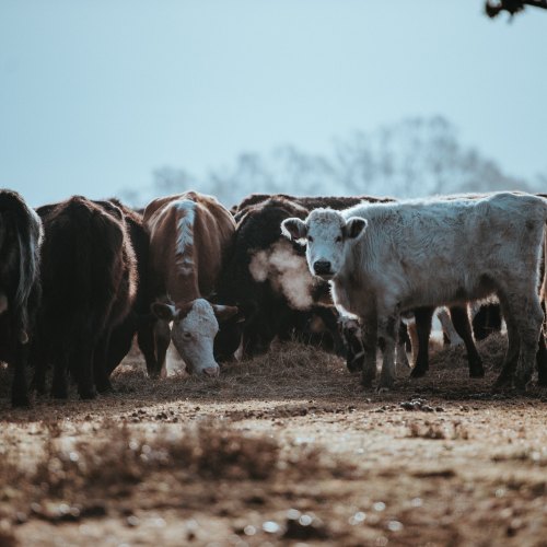 Dehorning Crates