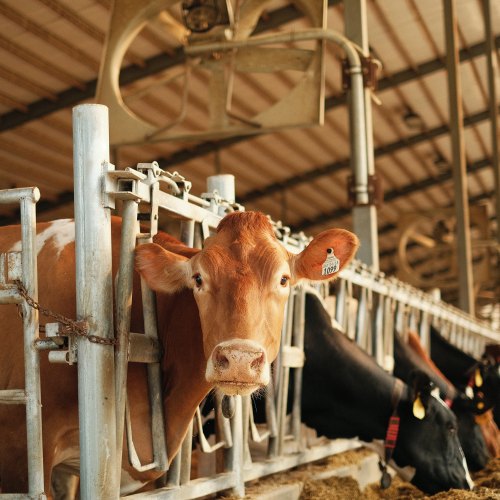 Ecolab Dairy Hygiene