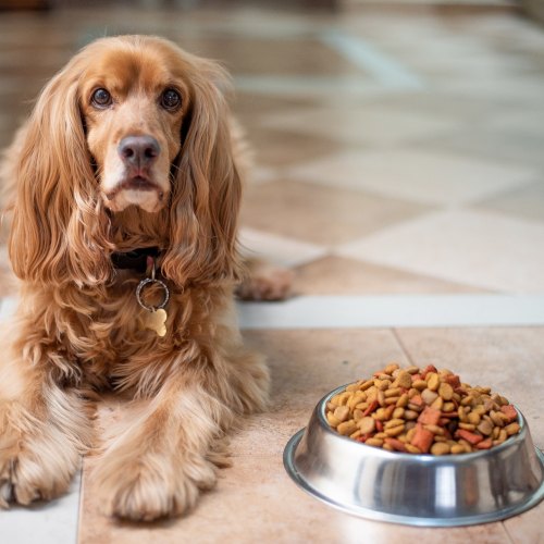 Long Paws Dog Bowls