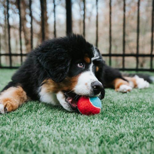 KONG Throw & Fetch