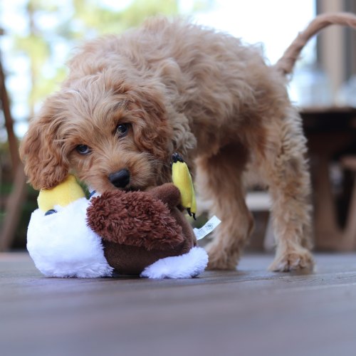 Ancol Puppy Toys