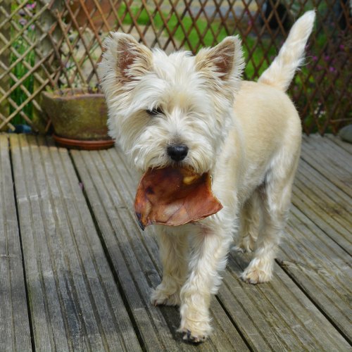 Cotswold Raw Rawhide Alternatives