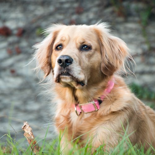 Barbour Collars