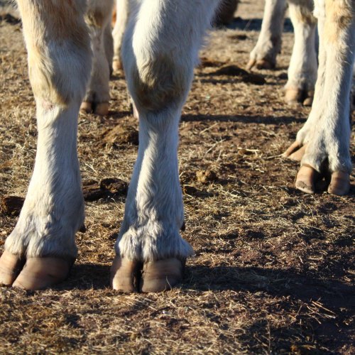 Country UF Footshears