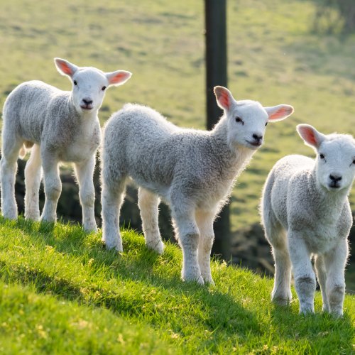 Farmsense Lambing Essentials