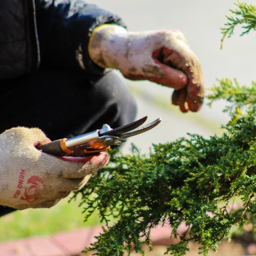 Cobra Cutting & Pruning