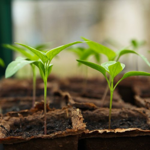 Garland Propagation, Potting & Planting