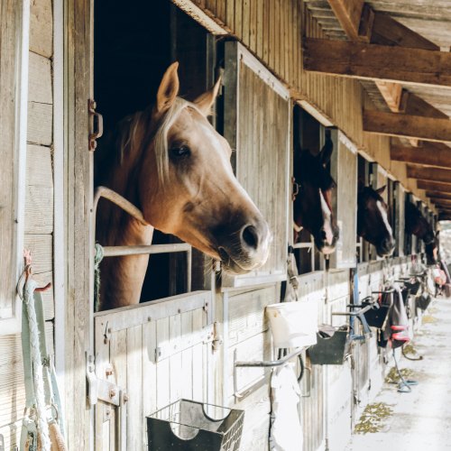 Shires Equestrian  Stable