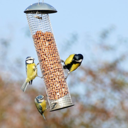 Tom Chambers Feeders