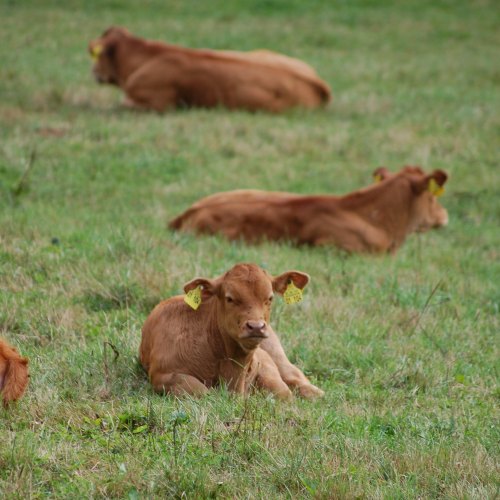 Allen & Page Calf Mixes