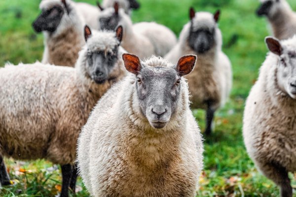 Farm Sales Team