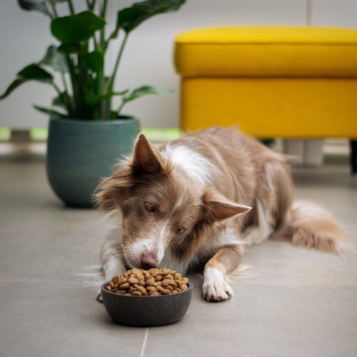 BATA Dog Food