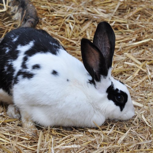 Small Animal Bedding