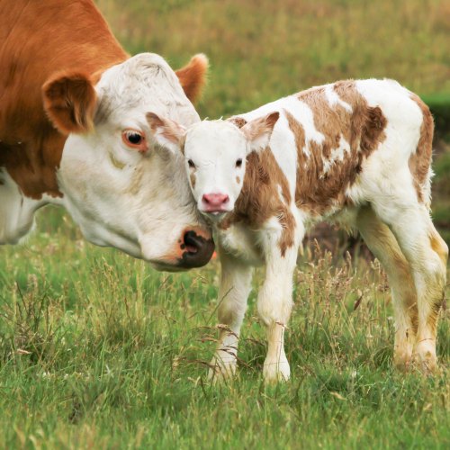 BATA Calf & Rearing Diets