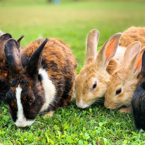 Tiny Friends Rabbit Food