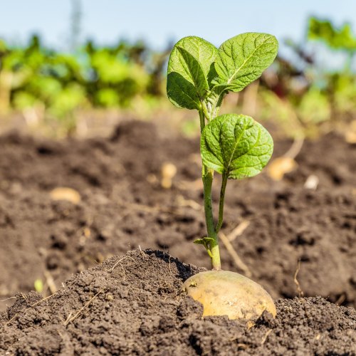 Bulbs, Seeds & Vegetables