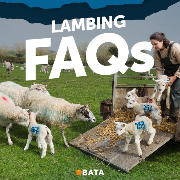 Essential Lambing Tips: A Guide for a Successful Season