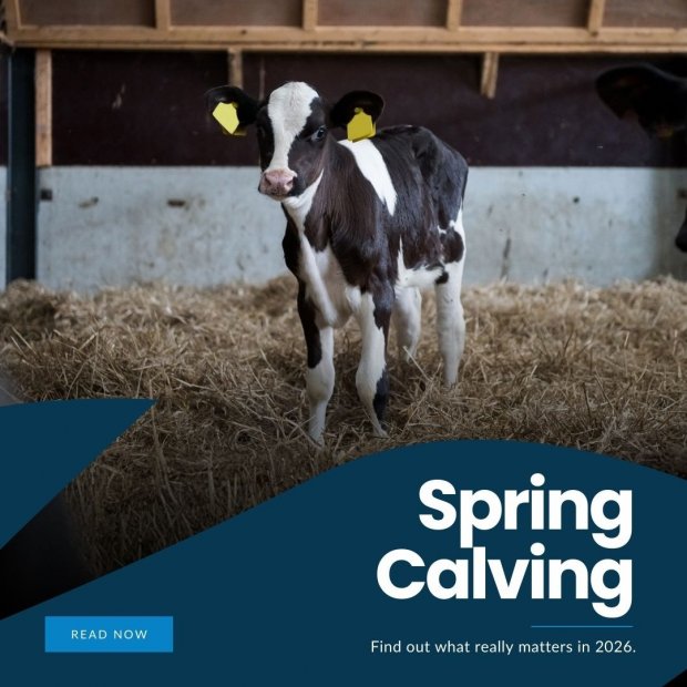 Getting Ready for Spring Calving: What Really Matters