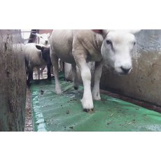 JFC Foam Footbath For Sheep JFC Foam Footbath For Sheep