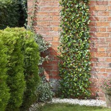 SG Lemon Leaf Trellis SG Lemon Leaf Trellis