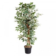 SG Weeping Fig