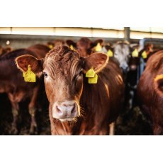 Super Rowett Complete 16% Nuts With Yea-sacc Super Rowett Complete 16% Nuts With Yea-sacc