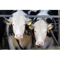 Allstock Changeover Nuts Allstock Changeover Nuts