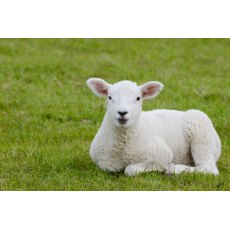 Allstock Changeover Nuts