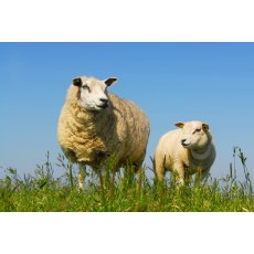 Supreme Ewe Nuts & Rolls