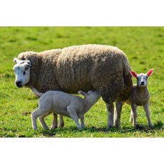 Super Ewe Nuts & Rolls