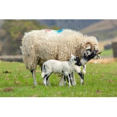 Flockmaster Nuts & Rolls