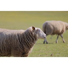 Ewe Concentrate Pellets