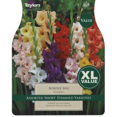 Gladioli Border Mix