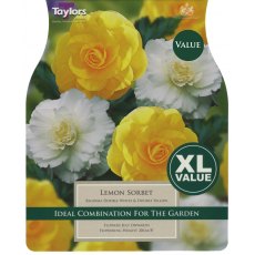 Begonia Lemon Sorbet Begonia Lemon Sorbet