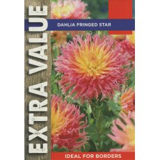 Dahlia Fringed Star Dahlia Fringed Star