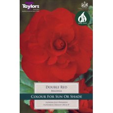 Begonia Double Red Begonia Double Red